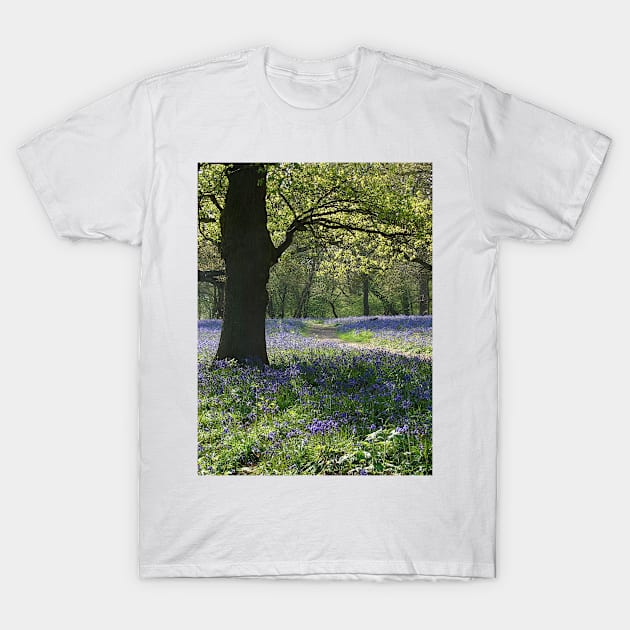 Bluebell Wood T-Shirt by Chris Petty